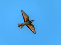 Bienenfresser im Flug - Büffelreservat Zalakomár
